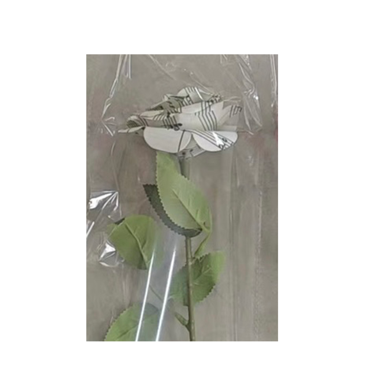 Sheet Music Rose (Off-White)